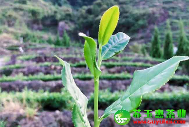 鐵觀音茶簡(jiǎn)單實(shí)用的存儲(chǔ)方法