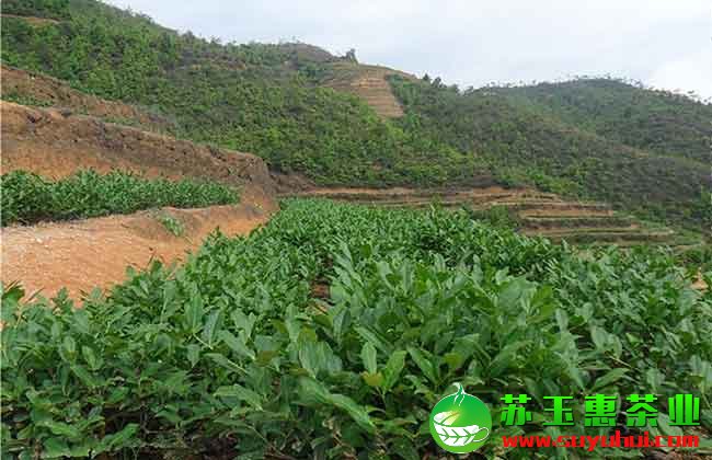 鐵觀音清香茶、濃香茶、碳培茶、正味茶、拖酸茶等制作工藝詳解