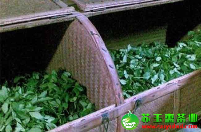 鐵觀音是怎么加工的呢？鐵觀音的搖青技術
